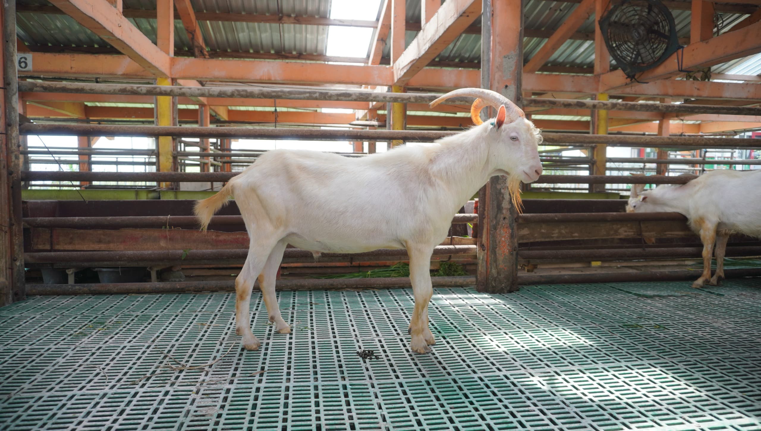 Kambing Perah