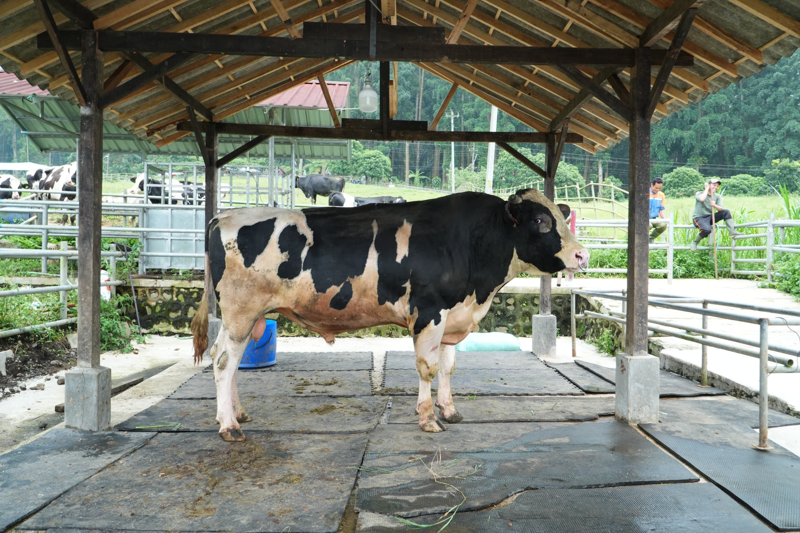 Sapi Perah