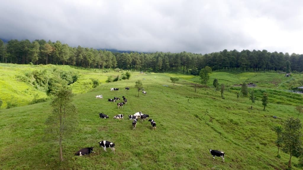 Sapi di padang rumput Baturraden